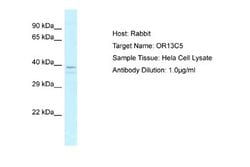OR13C5 Rabbit anti-Human, Polyclonal, Novus Biologicals 0.1 mL | Buy Online | Novus Biologicals | Fisher Scientific